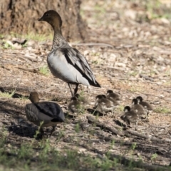 Chenonetta jubata (Australian Wood Duck) at Campbell, ACT - 13 Oct 2020 by AlisonMilton