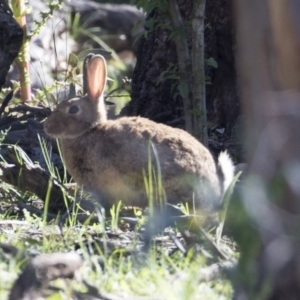 Oryctolagus cuniculus at Majura, ACT - 13 Oct 2020