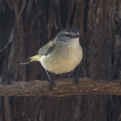 Acanthiza chrysorrhoa (Yellow-rumped Thornbill) at Mount Ainslie - 12 Oct 2020 by AlisonMilton