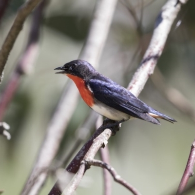 Dicaeum hirundinaceum (Mistletoebird) at Majura, ACT - 13 Oct 2020 by AlisonMilton