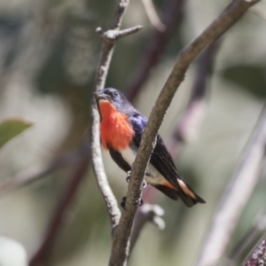 Dicaeum hirundinaceum at Majura, ACT - 13 Oct 2020