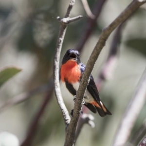 Dicaeum hirundinaceum at Majura, ACT - 13 Oct 2020