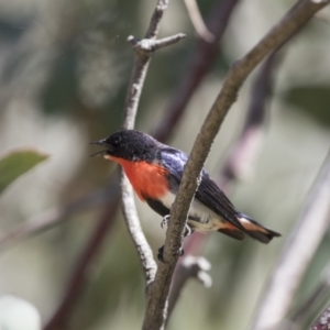 Dicaeum hirundinaceum at Majura, ACT - 13 Oct 2020