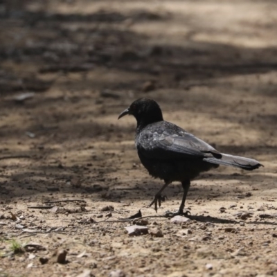 Corcorax melanorhamphos (White-winged Chough) at Majura, ACT - 12 Oct 2020 by Alison Milton