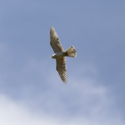 Falco cenchroides (Nankeen Kestrel) at Mount Ainslie - 12 Oct 2020 by AlisonMilton