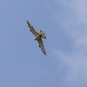 Falco cenchroides at Majura, ACT - 12 Oct 2020