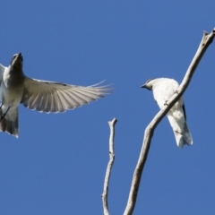 Coracina novaehollandiae (Black-faced Cuckooshrike) at Majura, ACT - 12 Oct 2020 by Alison Milton