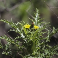 Sonchus asper (Prickly Sowthistle) at Mount Ainslie - 12 Oct 2020 by AlisonMilton