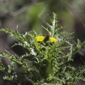 Sonchus asper at Majura, ACT - 12 Oct 2020 11:08 AM