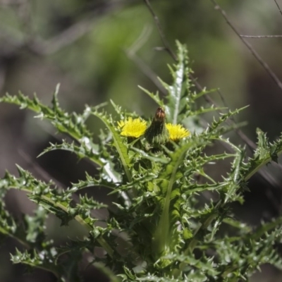 Sonchus asper (Prickly Sowthistle) at Mount Ainslie - 12 Oct 2020 by AlisonMilton
