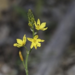 Bulbine bulbosa at Majura, ACT - 12 Oct 2020