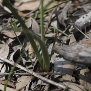 Bulbine bulbosa at Majura, ACT - 12 Oct 2020