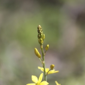 Bulbine bulbosa at Majura, ACT - 12 Oct 2020 11:08 AM