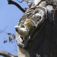 Cacatua galerita (Sulphur-crested Cockatoo) at Pialligo, ACT - 12 Oct 2020 by AlisonMilton