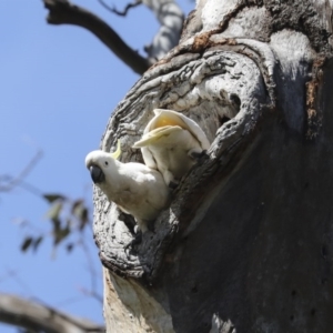 Cacatua galerita at Pialligo, ACT - 12 Oct 2020