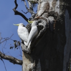 Cacatua galerita at Pialligo, ACT - 12 Oct 2020 11:42 AM