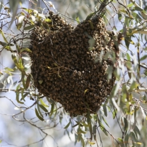 Apis mellifera at Majura, ACT - 12 Oct 2020 11:58 AM