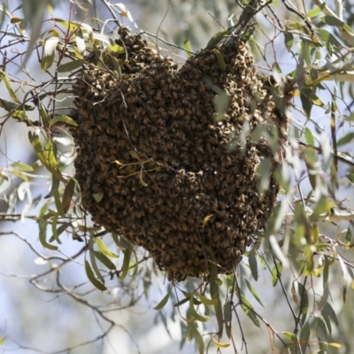 Apis mellifera (European honey bee) at Mount Ainslie - 12 Oct 2020 by AlisonMilton