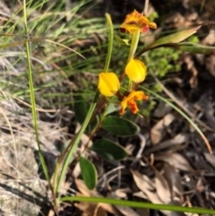 Diuris semilunulata (Late Leopard Orchid) at Mount Taylor - 13 Oct 2020 by Cathy_Katie
