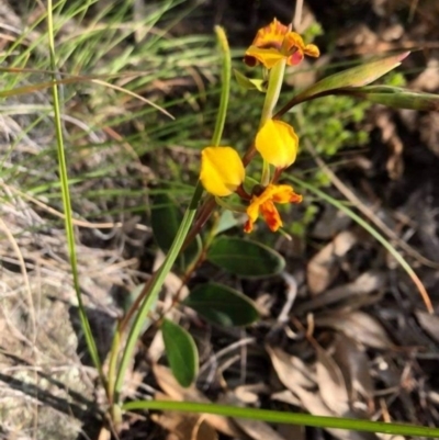 Diuris semilunulata (Late Leopard Orchid) at Tuggeranong DC, ACT - 13 Oct 2020 by CathyKatie