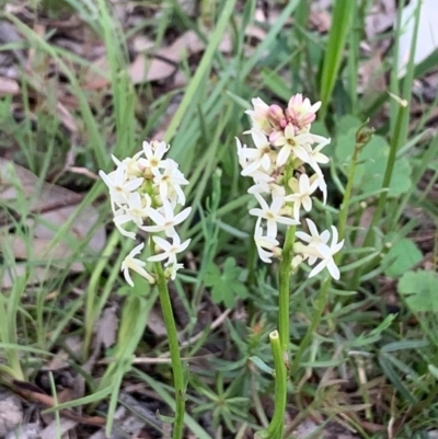 Stackhousia monogyna (Creamy Candles) at Flea Bog Flat, Bruce - 12 Oct 2020 by JVR