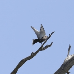 Artamus cyanopterus cyanopterus (Dusky Woodswallow) at Mount Ainslie - 12 Oct 2020 by AlisonMilton