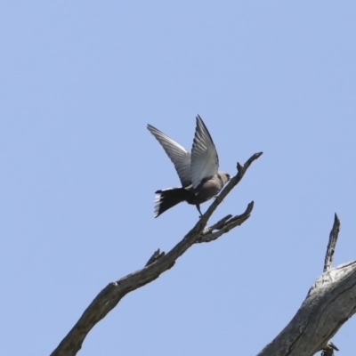Artamus cyanopterus (Dusky Woodswallow) at Majura, ACT - 12 Oct 2020 by Alison Milton