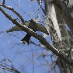 Artamus cyanopterus at Majura, ACT - 12 Oct 2020 12:03 PM