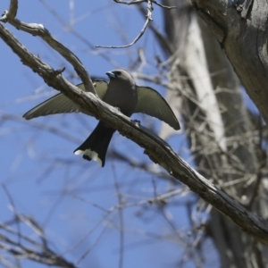 Artamus cyanopterus at Majura, ACT - 12 Oct 2020