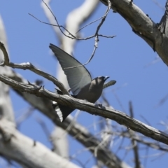 Artamus cyanopterus at Majura, ACT - 12 Oct 2020 12:03 PM