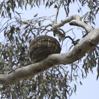 Corcorax melanorhamphos (White-winged Chough) at Mount Ainslie - 12 Oct 2020 by AlisonMilton