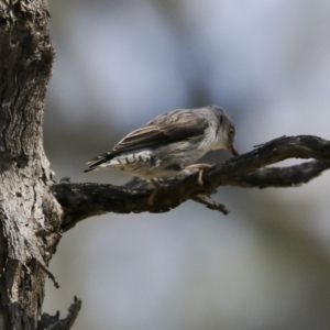 Daphoenositta chrysoptera at Majura, ACT - 12 Oct 2020 12:39 PM