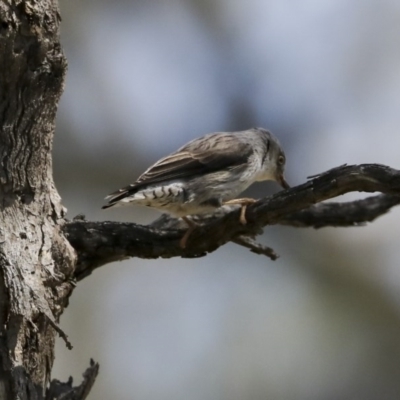 Daphoenositta chrysoptera (Varied Sittella) at Mount Ainslie - 12 Oct 2020 by AlisonMilton