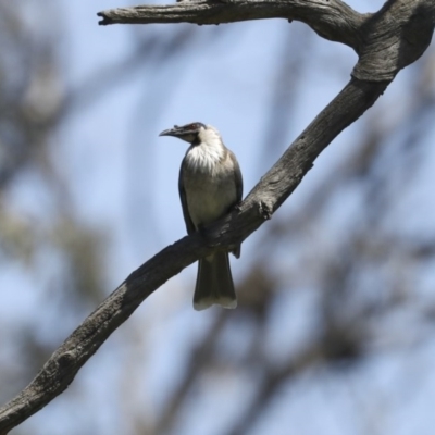 Philemon corniculatus (Noisy Friarbird) at Majura, ACT - 12 Oct 2020 by Alison Milton
