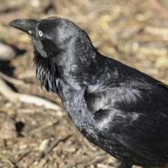 Corvus coronoides (Australian Raven) at Majura, ACT - 12 Oct 2020 by Alison Milton