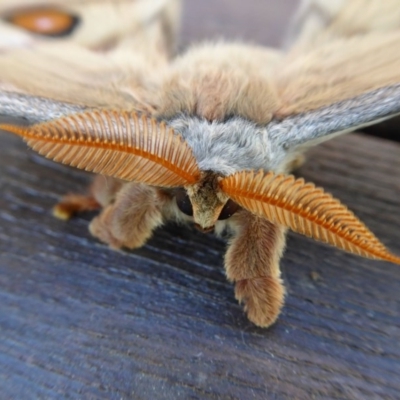 Opodiphthera eucalypti (Emperor Gum Moth) at Yass River, NSW - 13 Oct 2020 by SenexRugosus