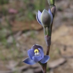 Thelymitra pauciflora (Slender Sun Orchid) at Latham, ACT - 13 Oct 2020 by pinnaCLE