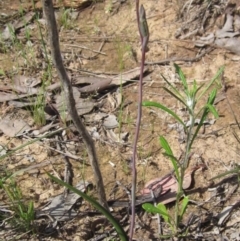 Thelymitra pauciflora at Latham, ACT - 13 Oct 2020