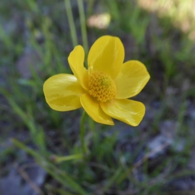 Ranunculus lappaceus (Australian Buttercup) at Yass River, NSW - 13 Oct 2020 by SenexRugosus