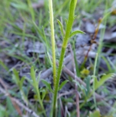 Ranunculus lappaceus at Yass River, NSW - 13 Oct 2020