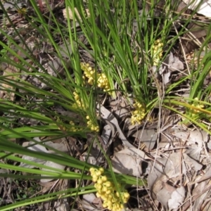 Lomandra filiformis subsp. filiformis at Latham, ACT - 13 Oct 2020