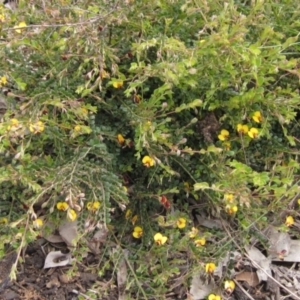 Bossiaea buxifolia at Latham, ACT - 13 Oct 2020