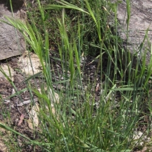 Anthosachne scabra at Latham, ACT - 13 Oct 2020