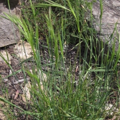 Anthosachne scabra (Common Wheat-grass) at Umbagong District Park - 13 Oct 2020 by pinnaCLE