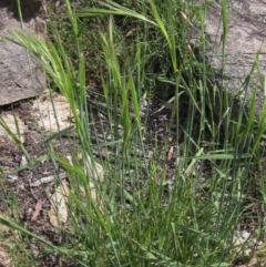 Anthosachne scabra (Common Wheat-grass) at Umbagong District Park - 13 Oct 2020 by pinnaCLE