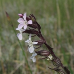Silene gallica var. gallica (French Catchfly) at Latham, ACT - 13 Oct 2020 by pinnaCLE