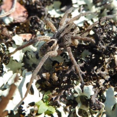 Tasmanicosa godeffroyi (Garden Wolf Spider) at Rugosa - 13 Oct 2020 by SenexRugosus