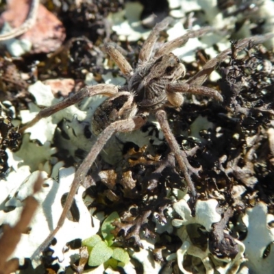 Tasmanicosa godeffroyi (Garden Wolf Spider) at Yass River, NSW - 13 Oct 2020 by SenexRugosus