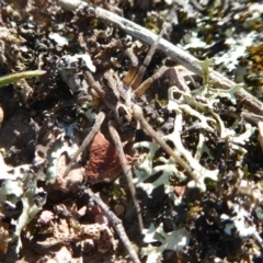 Tasmanicosa godeffroyi at Yass River, NSW - 13 Oct 2020