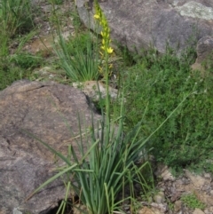 Bulbine glauca (Rock Lily) at Latham, ACT - 13 Oct 2020 by pinnaCLE